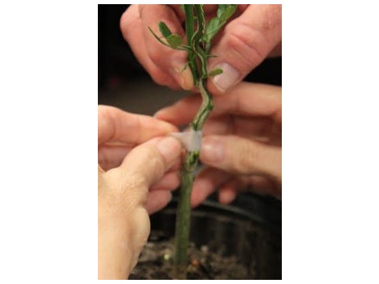 Buddy Tape Grafting and Budding Tape without perforation