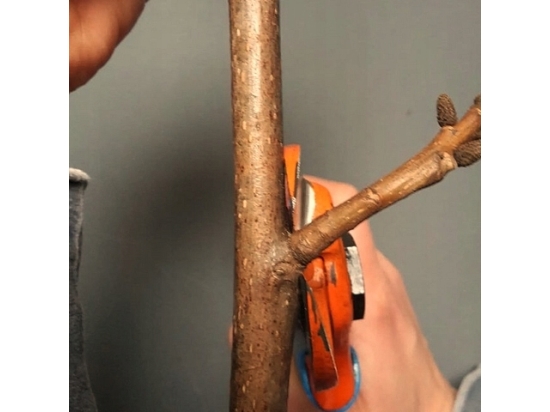 Due Buoi 132/20 double-blade orchard pruner
