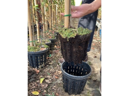 Airpot ercole flowerpot 90lt sp60