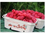 Cellulose fruit container, berigard 500g, carton 600pcs