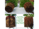 Airpot ercole flowerpot 90lt sp60