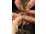 Buddy Tape Grafting and Budding Tape without perforation