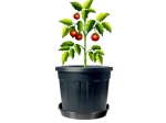set of 5x 4.5L pot for growing + 18cm saucers