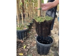 Airpot ercole flowerpot 90lt sp60