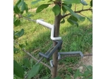 tree crown forming clamps, forming clamp