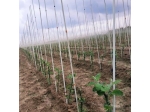 Fiberglass nursery stakes, pack of 100